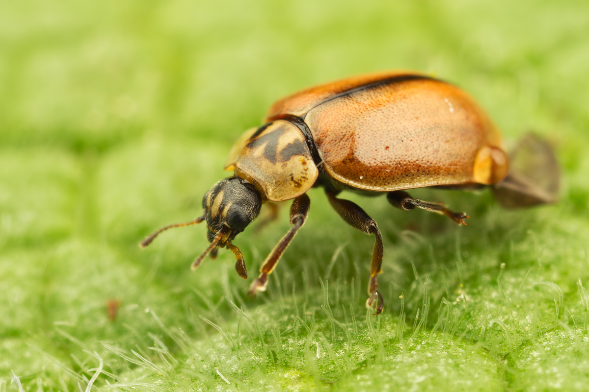 Larch Ladybird 2